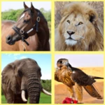 animals for kids android application logo